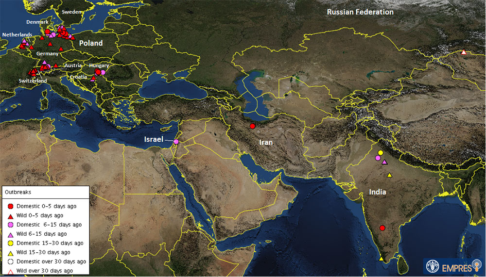 H5N8 outbreak latest update